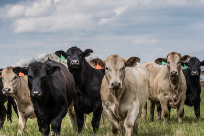 cows-livestock-heifer-defend2020_1260x840_acf_cropped