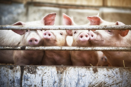 pigs-pen-bars-straw-defend2020_1260x840_acf_cropped